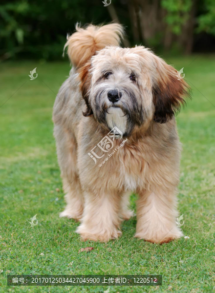 西藏梗犬