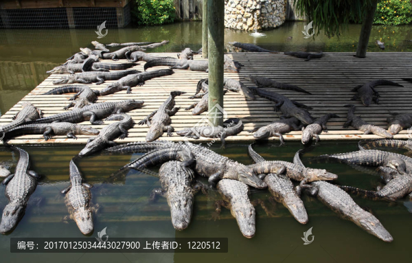在佛羅里達(dá)州的一個(gè)公園里的鱷魚(yú)