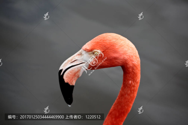 在佛羅里達州的一個公園，紅色的火烈鳥