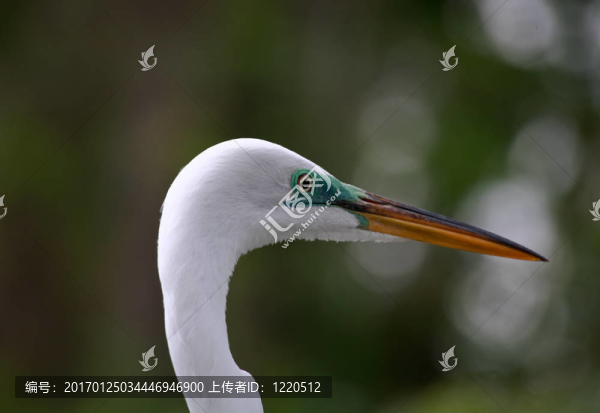 佛羅里達州的一個公園里的熱帶鳥