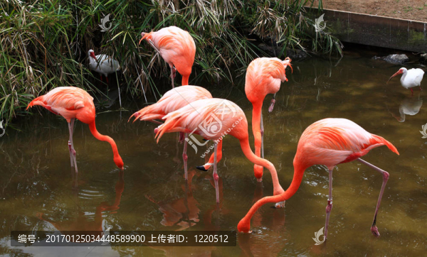 在佛羅里達(dá)州的一個公園，紅色的火烈鳥