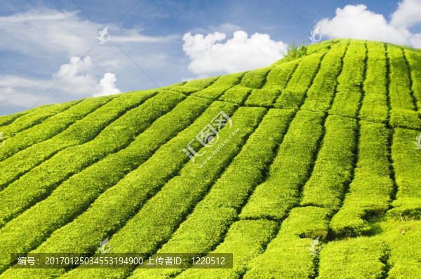 茶園