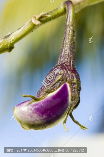茄子