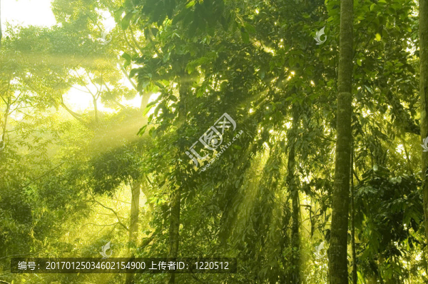 綠色的森林-匯圖網(wǎng) www.fosd68.com 綠色的森林