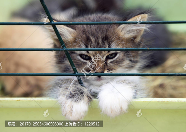小貓咪