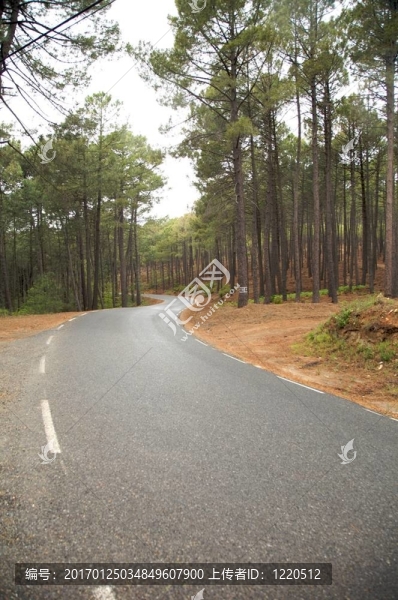 穿越森林的道路