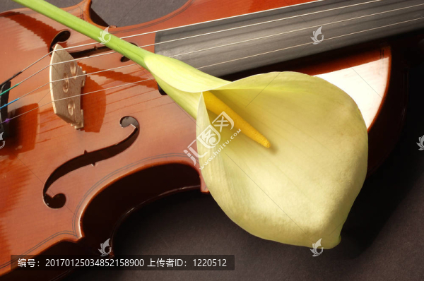 里爾小提琴