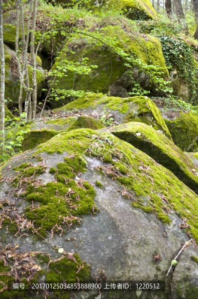 巖石的苔蘚-匯圖網(wǎng) www.fosd68.com 巖石的苔蘚