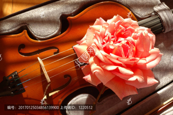 玫瑰上的小提琴-匯圖網(wǎng) www.fosd68.com 玫瑰上的小提琴