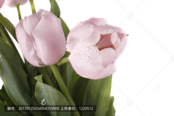 郁金香