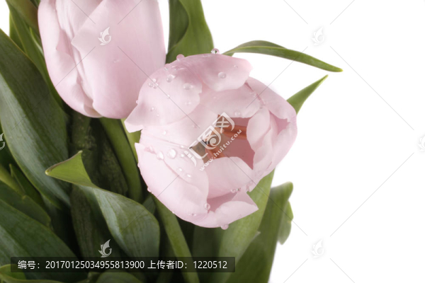 郁金香
