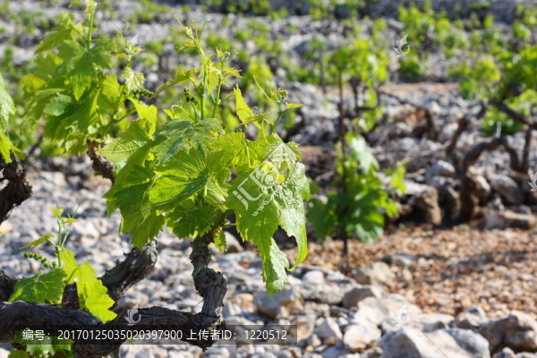 葡萄園的特寫