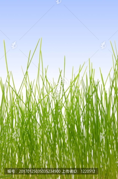 草