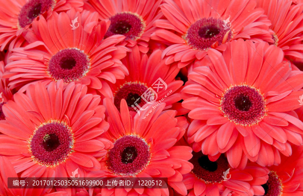 紅菊花