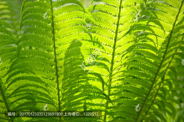 Fern為背景