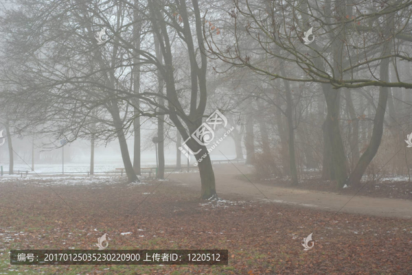 Foggy,Lane在一個早期的冬天