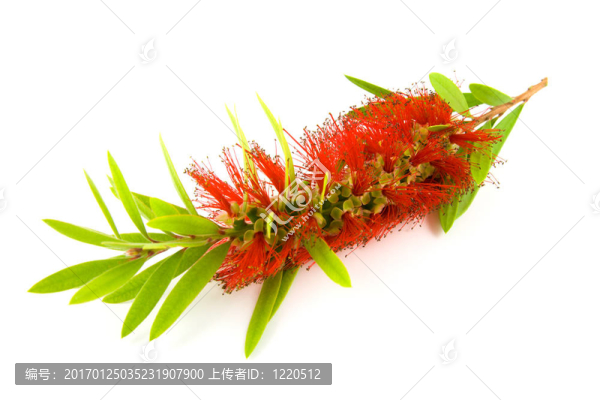 單瓶刷花