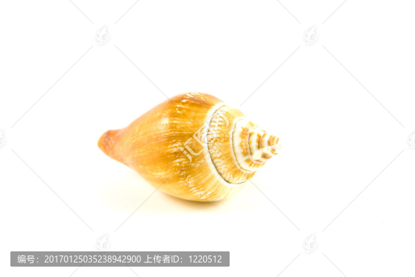 單螺