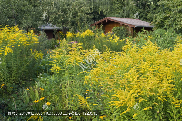 在花的小屋