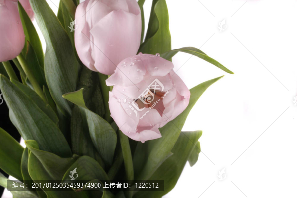 郁金香