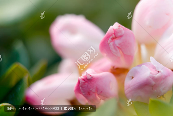 花杜鵑