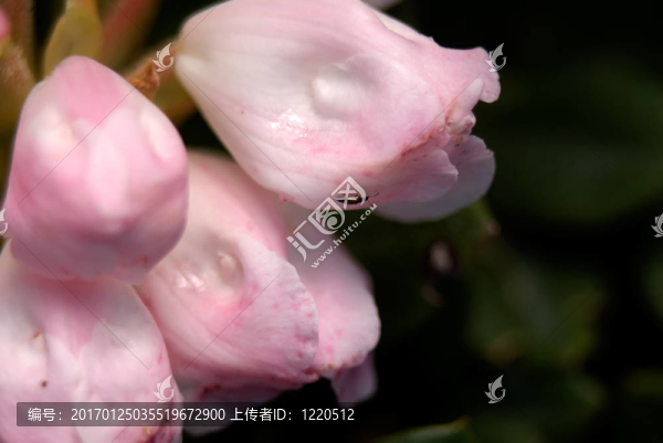 花杜鵑