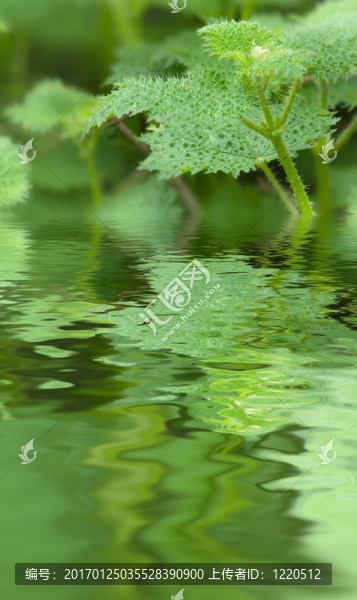 蕁麻