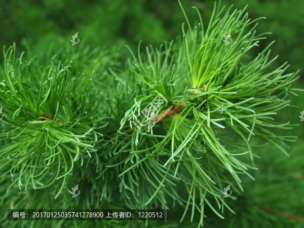 松樹枝特寫