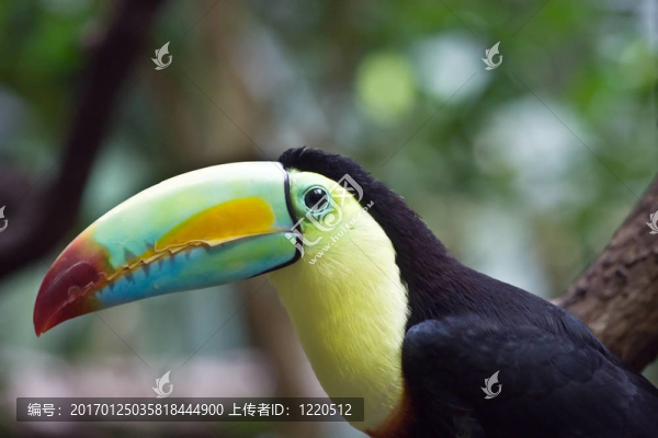 豐富多彩的圖坎