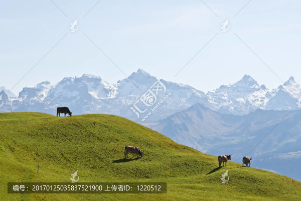 高山景觀