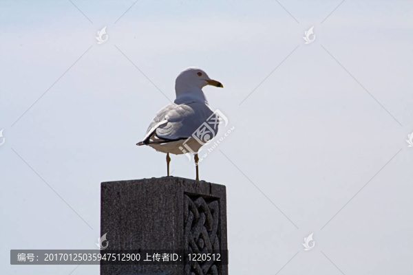 環(huán)嘴鷗；bi-0933