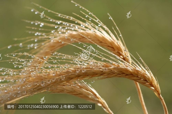 小麥耳朵和水滴