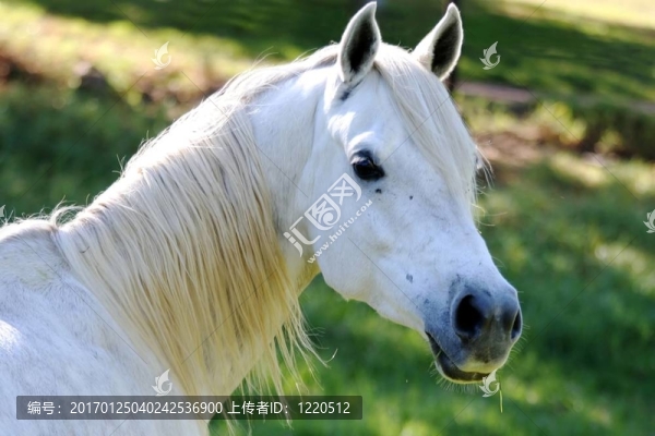 白馬威士忌肖像