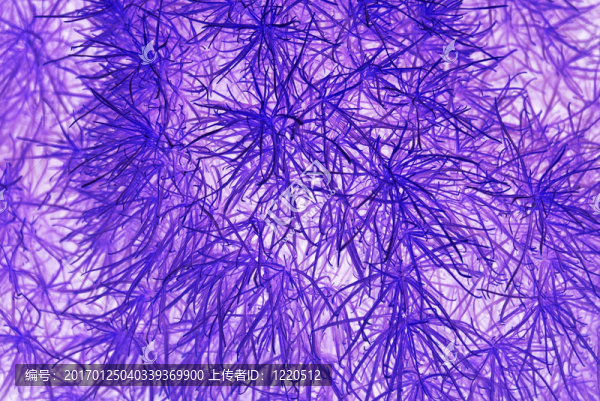 夢(mèng)幻紫色植物背景。