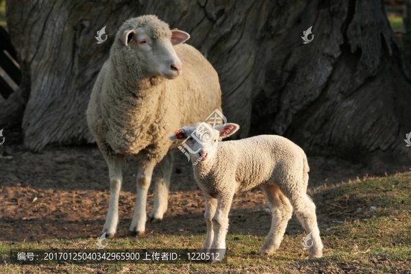 Marino,Lamb和Ewe