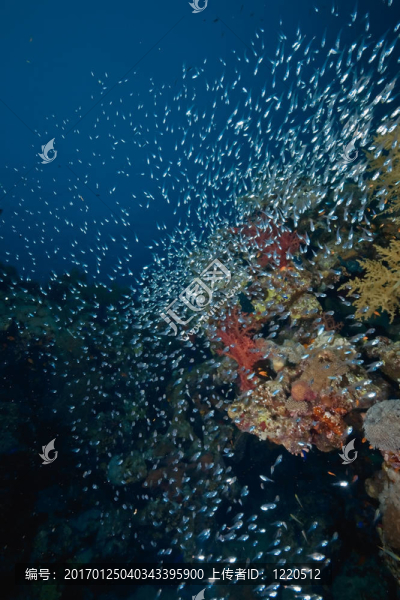 珊瑚和魚