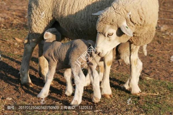 羊羊和Ewe