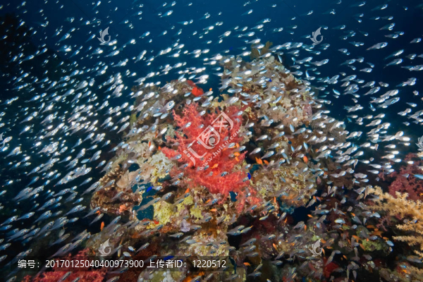 珊瑚和魚(yú)-匯圖網(wǎng) www.fosd68.com 珊瑚和魚(yú)