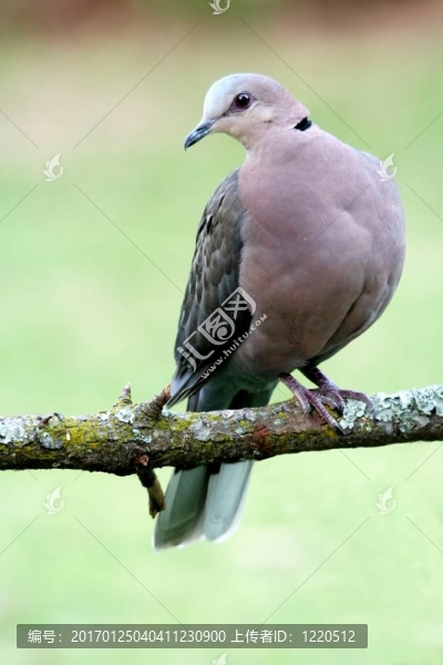環(huán)頸斑鳩