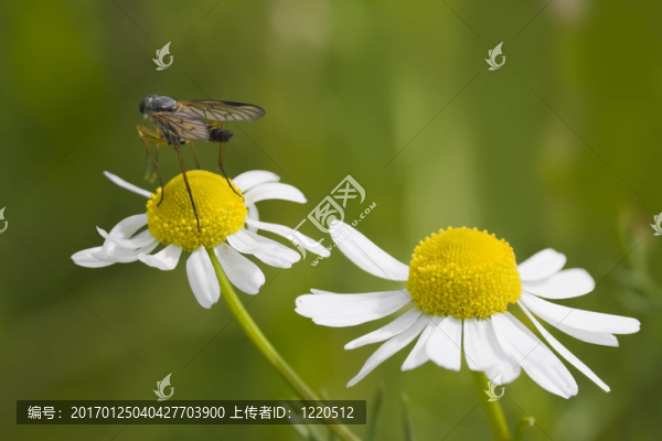 洋甘菊