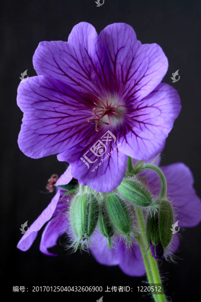 花園的天竺葵（德國。錕？magnificum）