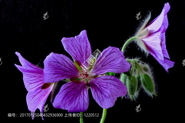 花園的天竺葵（德國。錕？magnificum）