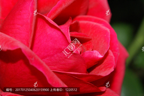 紅玫瑰