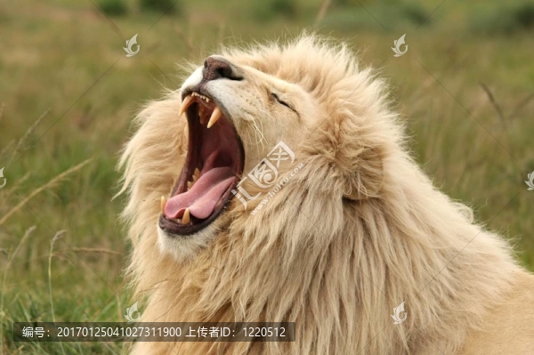 白獅子打哈欠