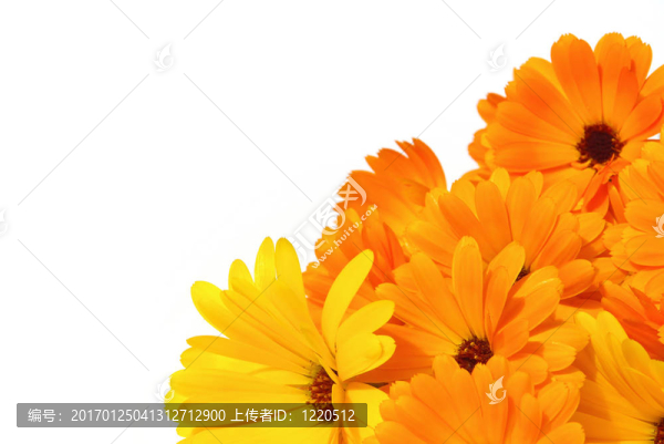 金盞花02