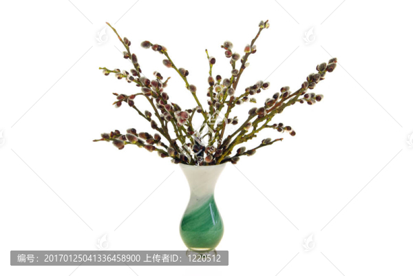 catkin,11