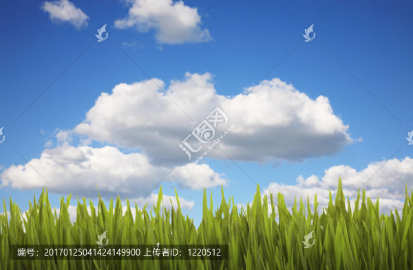 草和多云的天空