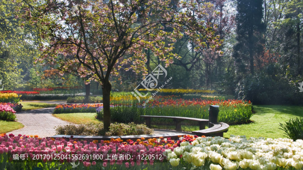 公園櫻桃樹下的長椅