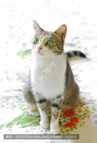 綠眼睛的貓
