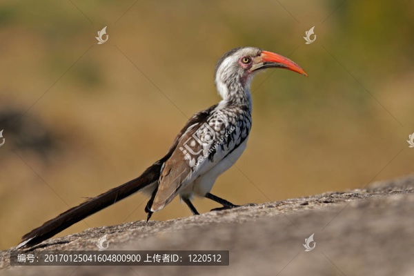 紅嘴犀鳥
